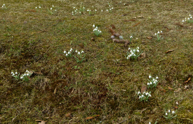 Pavisam drīz Latvijā varētu iestāties meteoroloģiskais pavasaris