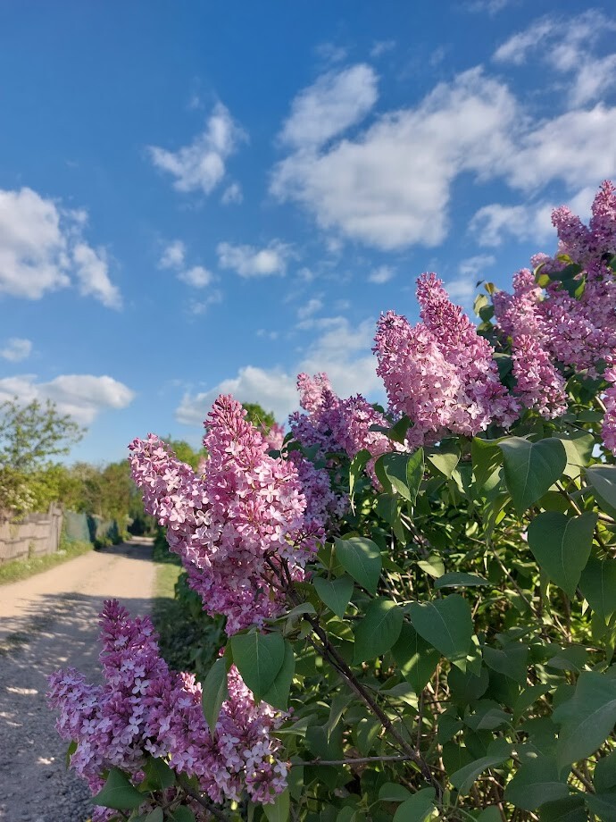 Piektdien austrumos līs, bet Rīgā lielākoties spīdēs saule