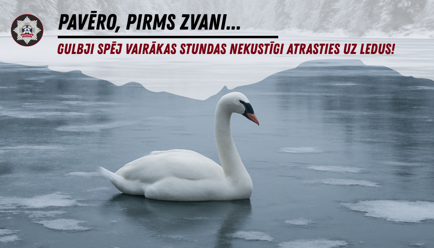 Gulbji spēj vairākas stundas nekustīgi atrasties uz ledus